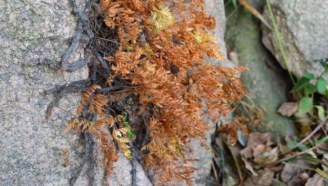  稀罕：以前捡来当柴烧，殊不知根是稀罕货，20元一斤，俗称“飞天鼠”