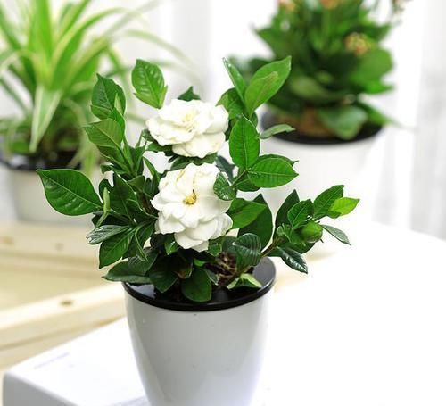  能有效：养生大师最爱的5种绿植！你养了几种，萌新：都想养