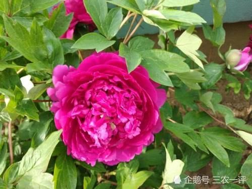  『培育』感叹牡丹的适应能力，在花农精心培育下，如今在东北落户花开