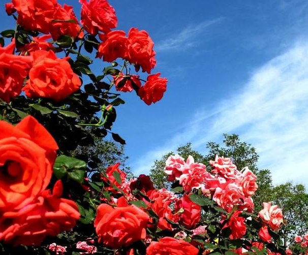  [长寿花]他用这3种花的10片叶子，轻松养出“10盆”，多了的都卖钱！