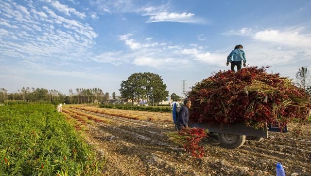  「冬季」农民填空种冬季蔬菜，每亩可增收4000元：家家都能用得