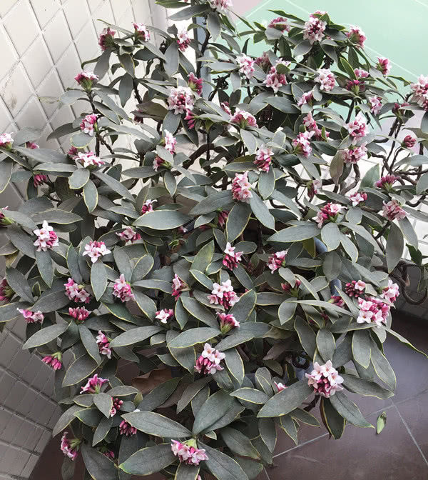  盆栽：最香的盆栽花卉，花开一朵能“香飘十里”，颜值“爆表”还能做盆景！