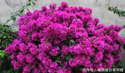 『三角梅』此款开花植物，插个枝条就能活，花期长达200天，很适合小白养！