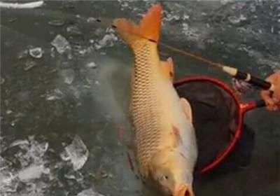 手竿钓鲤鱼，注意有4钓4不钓