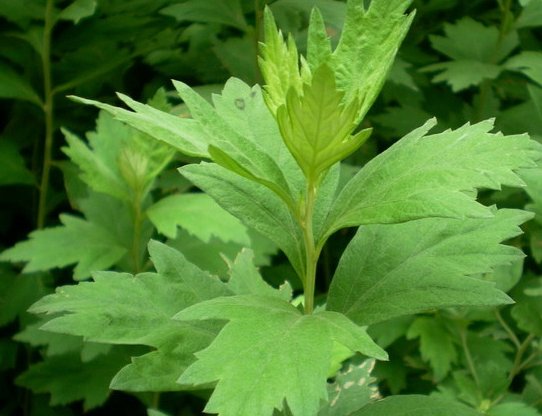 芳香:简单易养的香草植物,健康环保,开花香味十足,屋内溢满芳香