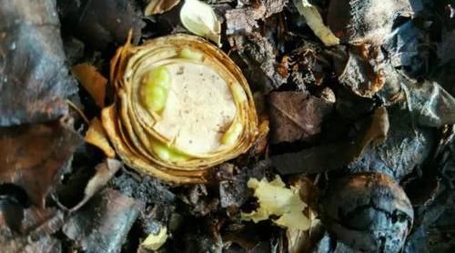  「嫩芽」君子兰根部烂根，叶子全剪掉，浇点营养液，爆出一堆小嫩芽