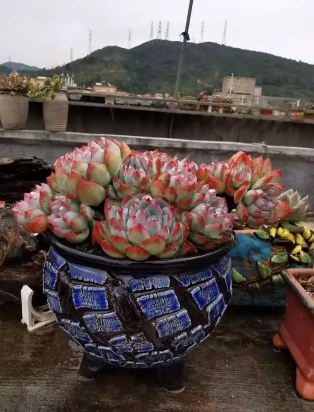  露养度夏■哪些多肉可以放心养？四年肉友亲口告诉你