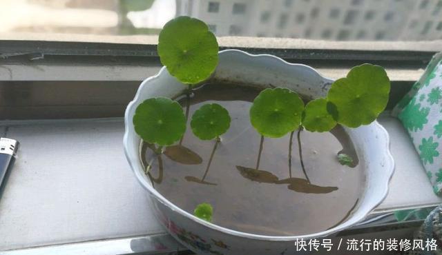 铜钱草:这3种花天天浇水也淹不死,新手养上3周就长满一盆了!