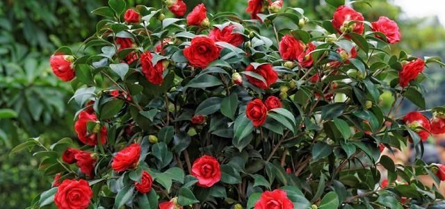 #盆栽茶花#养茶花，一个浇水小细节，不掉叶、开花多、长得壮，一盆养多年