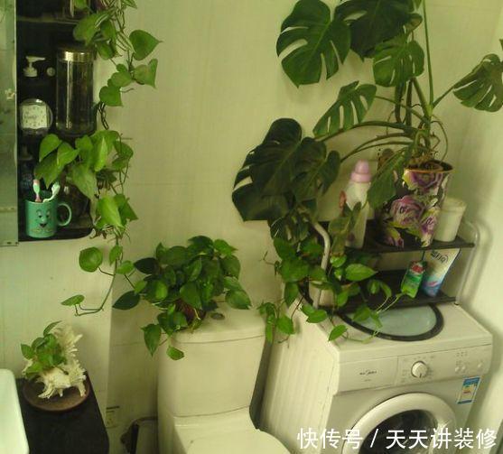 『空气净化能力』厨房、卫生间养花,行家都这么选,清除异味,满室清新!