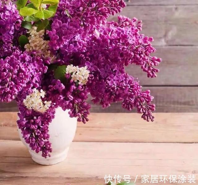  『赶紧搬』卧室养花需谨慎，这五种花千万不能养，卧室植物如何挑选？