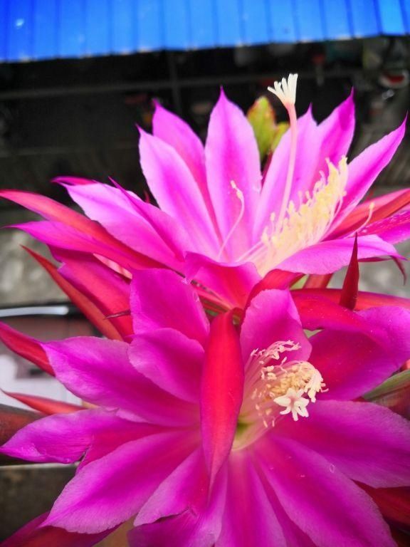  #充足#养令箭荷花，做好“这5点”，花大色艳，一次开花20朵