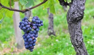 皇家秋天葡萄有哪些特点，皇家秋天葡萄品种适宜在哪里种植