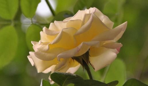  #鸿运当头#家养这5款花卉，旺财旺运，好养不费心，打造温馨阳台花园，高雅
