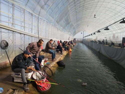  『高频』钓鱼：要想高频、高速上鱼，就用飞铅，别拍累，一窥它的精髓！