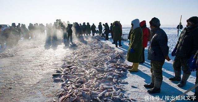查干湖一网30万斤鱼，头鱼拍卖99万，网友半辈子身价不如一条鱼