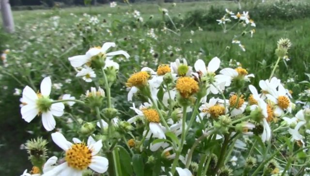  「良药」让农民爱恨交织的野草，衣服一沾到就难拔掉，却又是一