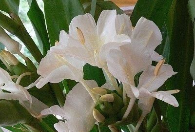  「山地」野姜花喜生于低海拔山地、平野的水岸边，花朵清新素雅，香味芬芳