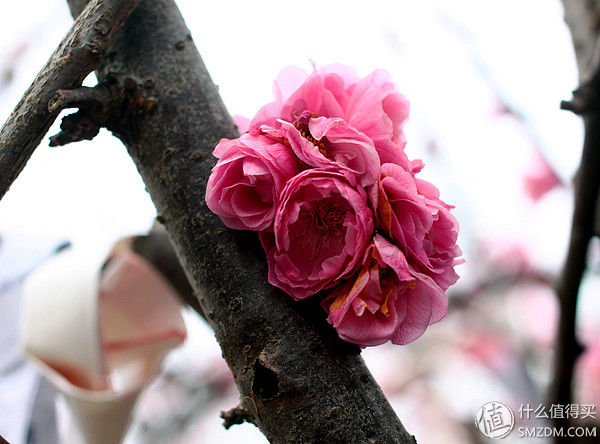 玩在樱花盛开前-3月日本东京关西8天游以及一