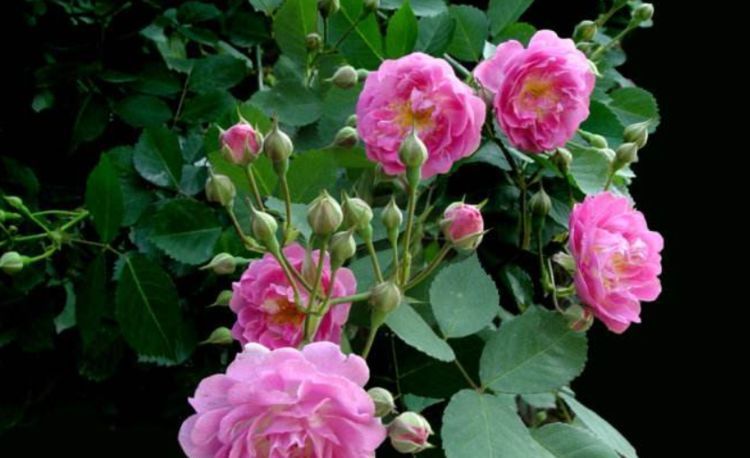  「丰硕」蔷薇花”该怎样管理？注意此3点，开花丰硕花香浓！