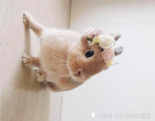 兔子价格高，一月能生一窝，以前经常养，为啥农民却不愿挣这笔钱