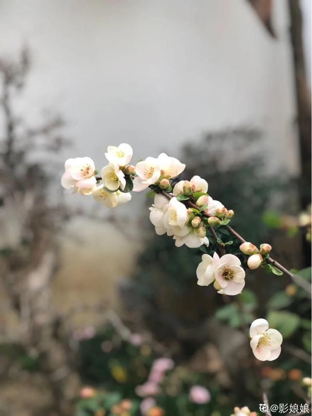 『生活』有一方小院,和你一起养花种草,这样就挺好