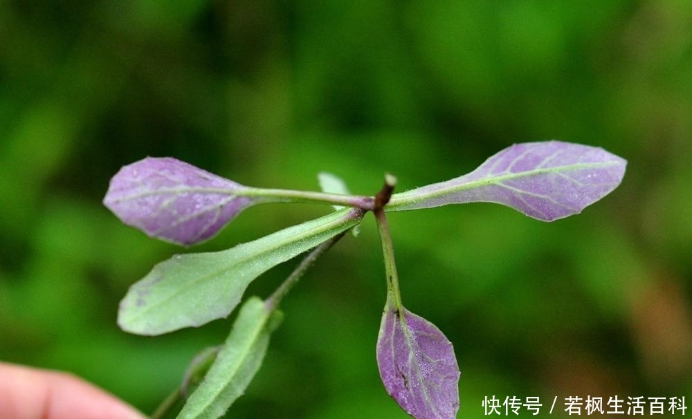 农村路边一种野草，少有人知它是上佳野菜，如今10元一斤成稀罕货