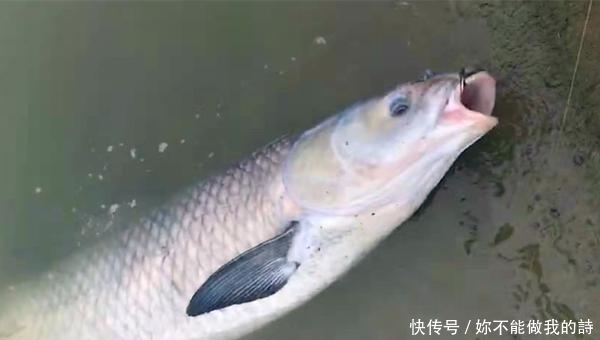 技术|手竿钓青鱼,螺蛳打窝和挂钩的技术要点,用这些方法,轻松钓大鱼