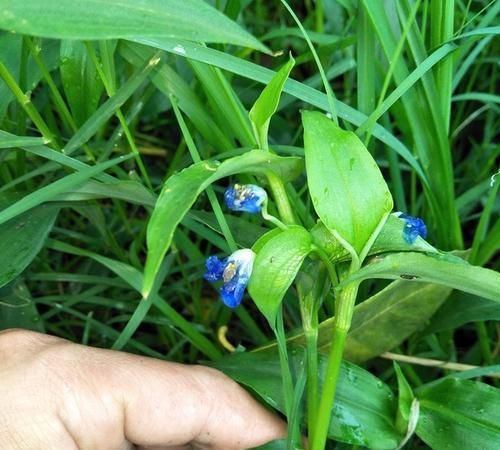 【常见】翠蝴蝶,乡下一种常见野草,不仅漂亮还能治病,遇到请珍惜!