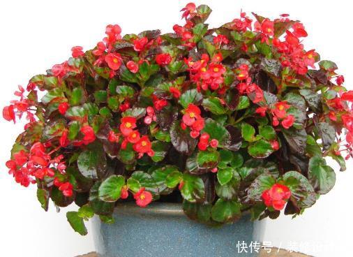 『特别』4种盆栽一年四季都开花,养在家中花不断,枝叶茂盛,大饱眼福