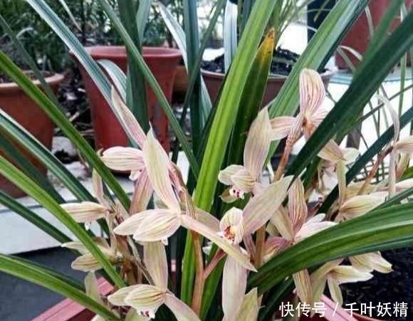 「花芽分化」兰花最怕“什么肥”,牢记3要点,受益无穷