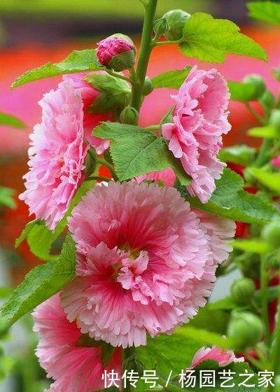 #重瓣矮牵牛#在家中养护以下3种花卉,花瓣层层叠叠,花期长,观赏性高的花卉
