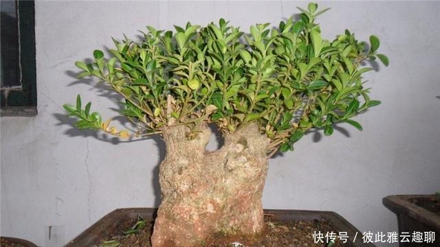 「叶片的颜色」黄杨盆景姿态优美是如何制作的?后期养护,盆景制作方法在这里