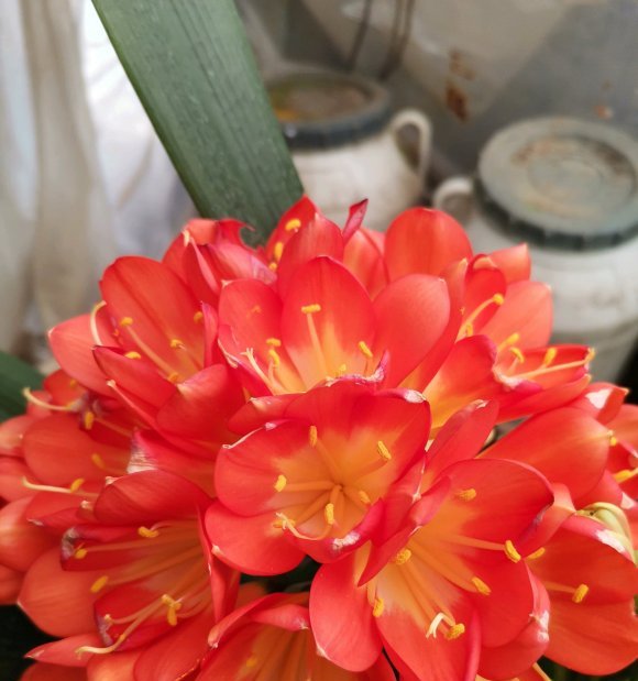 #家里#家里养这8种花,秋天开到过年,冬天温度低也不怕,花瓣爆开4个月