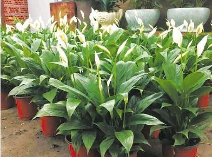  『喜阴喜湿』卫生间异味重？养上这“4种植物”，卫生间摆2-3盆，空气更清新