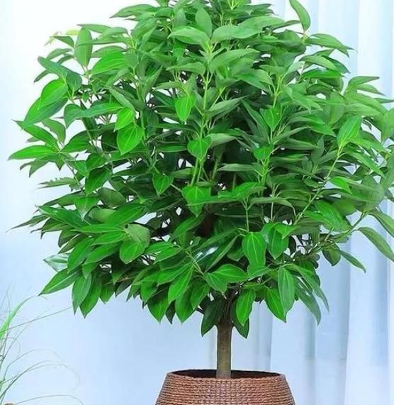 「导致平安树」平安树这样养,叶片浓绿猛长个!叶子油绿、四季常青,人人爱