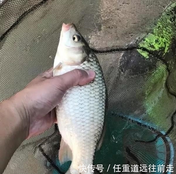 用错|钓鲫鱼不能补窝,一补窝就停口?因为你用错了方法,别怪鱼不来吃