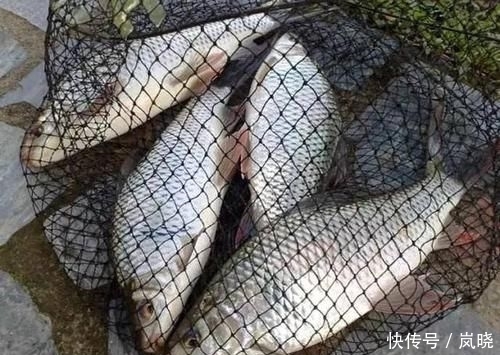 『怪鱼』贵州钓鱼人,乌江钓起半米长“怪鱼”,这是鲫鱼吗?