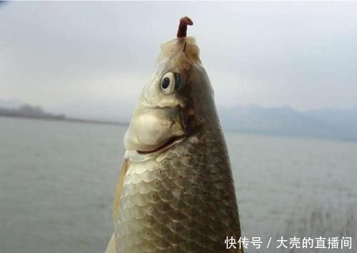  #黑坑#为啥很多人爱钓鱼却不爱吃鱼？这4个理由，全都是钓鱼人的泪