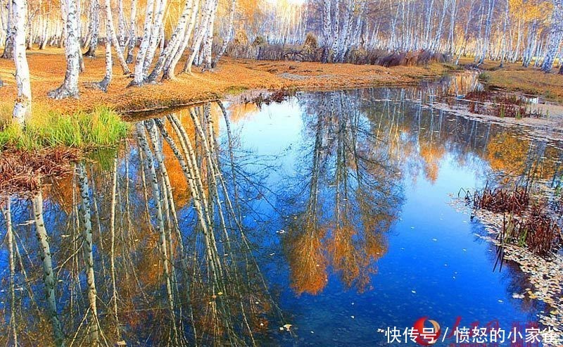 新疆哈巴河县:金秋油画白桦林