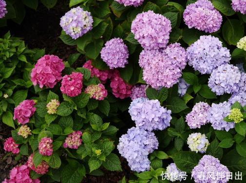  「旺盛」最适合夏天入手的4种花卉，花苞旺盛不怕晒，夏日“开花劳模”