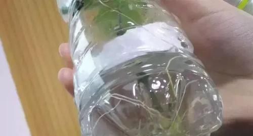 『扦插』绿植控养花基本不用花钱,一个矿泉水瓶子就可以繁殖想要的花花