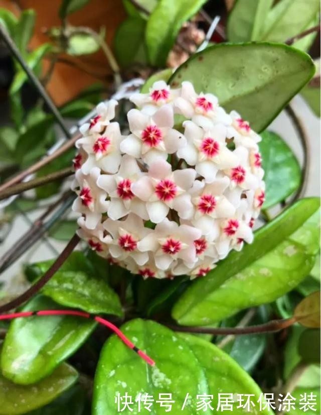  #长寿花#养花技巧：这5种花不用买了，蹭掉的叶子塞盆里，立马又冒一大盆