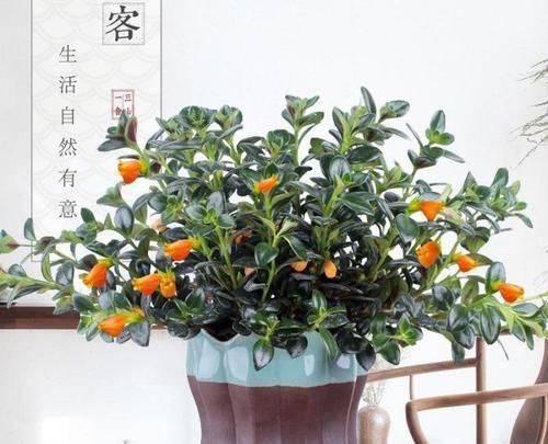 充足的地方:给这“5种”花“剪个发”,越剪越旺,比施肥还“有效”