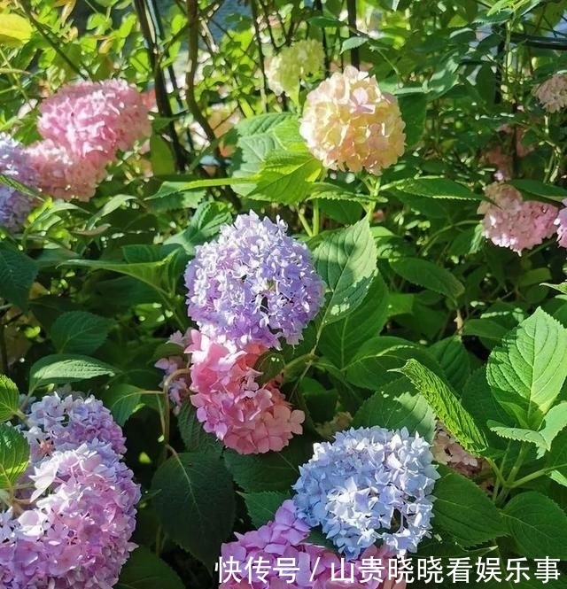  「平方」有了30平方的小院，能将日子过成了诗？简单而精致，优雅而从容！
