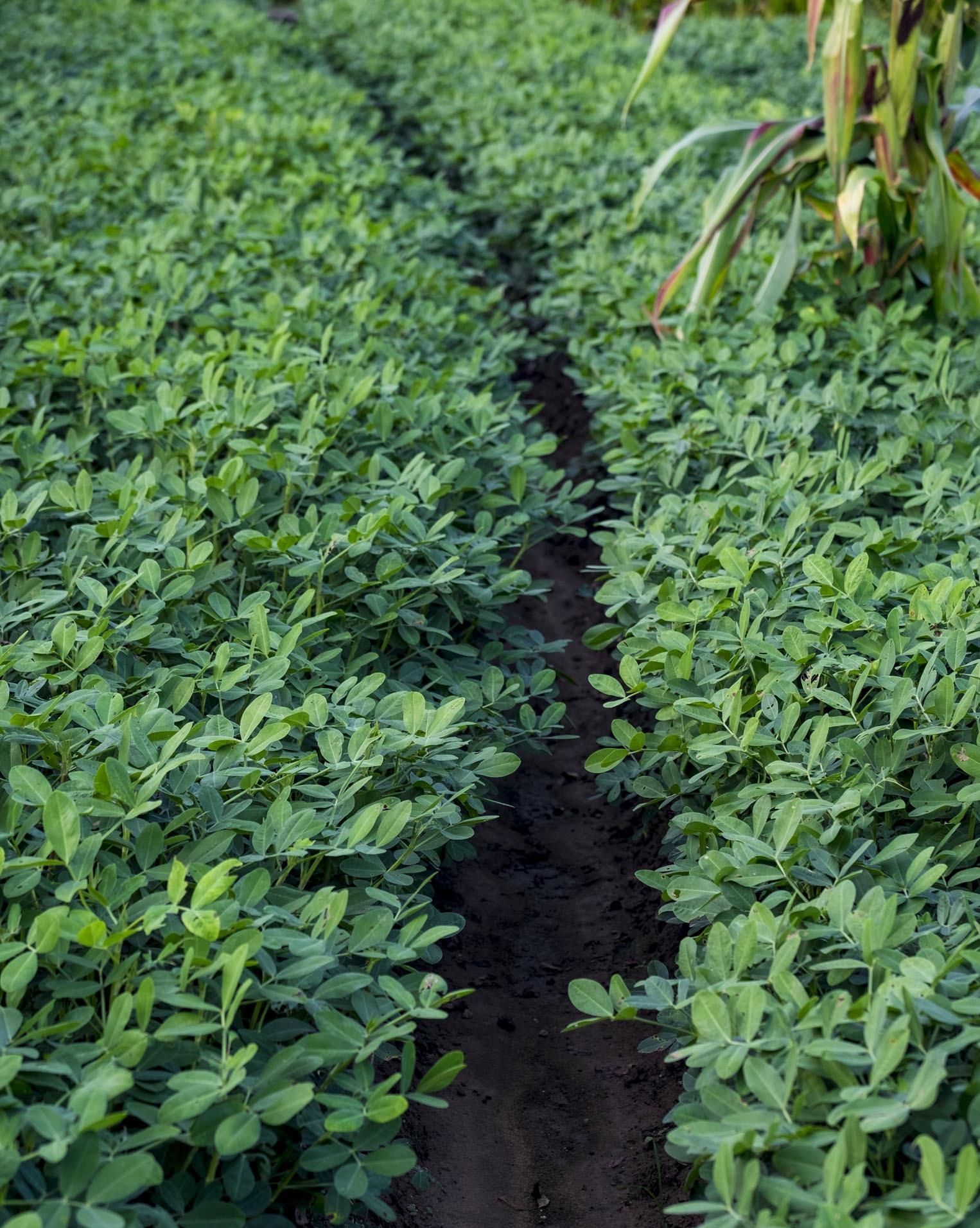  自然降雨@种花生用地膜覆盖好吗？手动盖地膜简单，保水保温等方面实用性强