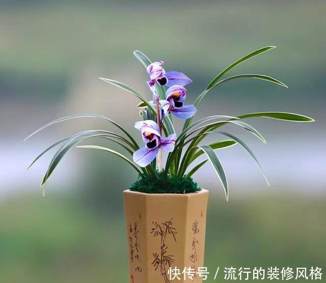  『大气』第一次见到花开紫色的兰花，叶带金边，花香四溢，建兰金边紫月荷