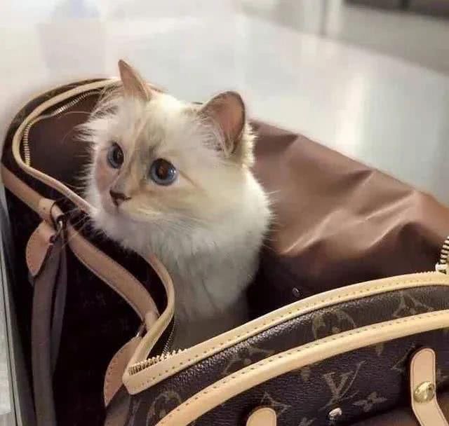  『Choupette』时尚教父“老佛爷”生前养的这只猫，有多幸运就有多难过