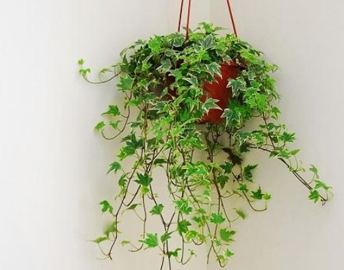  植物■入睡困难还多梦？卧室养这4种花，清新空气又安神，整晚睡得香