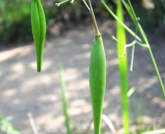  中华|跟随道医医学识《中华本草》徐长卿